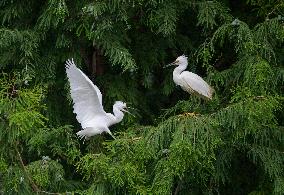 Egrets Rest in Dianchi Haihong Wetland Park - China
