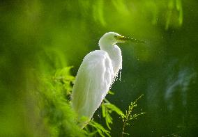 Egrets Rest in Dianchi Haihong Wetland Park - China