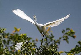 Egrets Rest in Dianchi Haihong Wetland Park - China