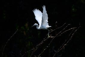 Egrets Rest in Dianchi Haihong Wetland Park - China