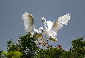 Egrets Rest in Dianchi Haihong Wetland Park - China