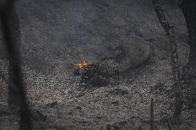 Thousands Told to Stay Home as Spain Forest Fire Rages on