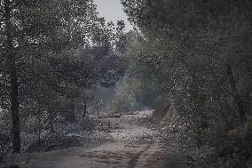 Thousands Told to Stay Home as Spain Forest Fire Rages on