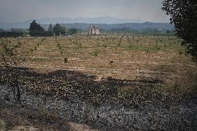 Thousands Told to Stay Home as Spain Forest Fire Rages on
