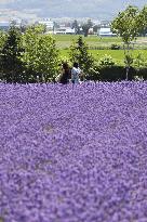 Lavender bloom in northern Japan