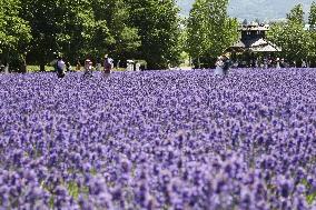 Lavender bloom in northern Japan