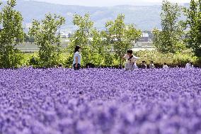 Lavender bloom in northern Japan