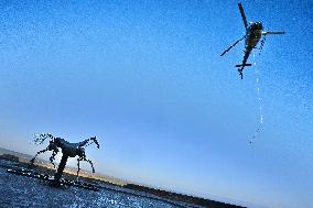 Zeus The Olympic Horse Arrives At Mont Saint-Michel