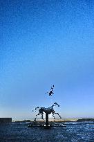 Zeus The Olympic Horse Arrives At Mont Saint-Michel