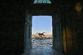 Zeus The Olympic Horse Arrives At Mont Saint-Michel