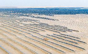 PV Construction in Xinjiang Gobi Desert