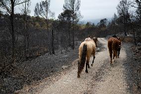 The Fire, Which Has Already Burned 3,321 Hectares, Is Under Control - Spain