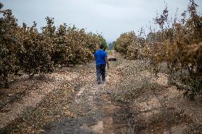 The Fire, Which Has Already Burned 3,321 Hectares, Is Under Control - Spain