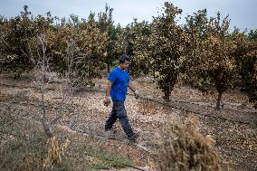 The Fire, Which Has Already Burned 3,321 Hectares, Is Under Control - Spain