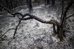 The Fire, Which Has Already Burned 3,321 Hectares, Is Under Control - Spain