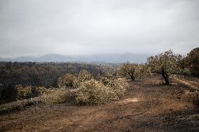 The Fire, Which Has Already Burned 3,321 Hectares, Is Under Control - Spain