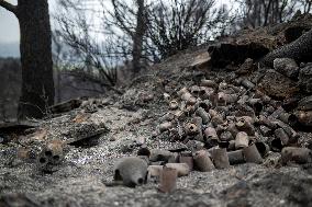 The Fire, Which Has Already Burned 3,321 Hectares, Is Under Control - Spain
