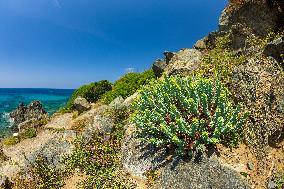 Illustration - Ajaccio
