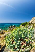 Illustration - Ajaccio