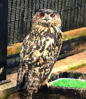 Eurasian eagle-owl at Hokkaido zoo