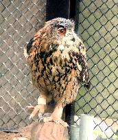 Eurasian eagle-owl at Hokkaido zoo