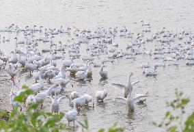 Tidal Flat White Goose Breeding Base