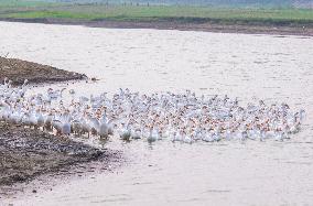Tidal Flat White Goose Breeding Base