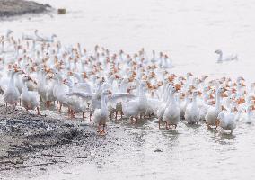Tidal Flat White Goose Breeding Base