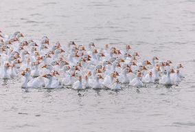 Tidal Flat White Goose Breeding Base