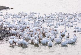 Tidal Flat White Goose Breeding Base