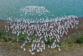 Tidal Flat White Goose Breeding Base
