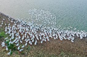 Tidal Flat White Goose Breeding Base