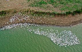 Tidal Flat White Goose Breeding Base