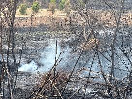 Wildfires Rage in Latakia - Syria