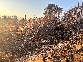 Wildfires Rage in Latakia - Syria