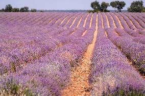 Lavender fields in Brihuega