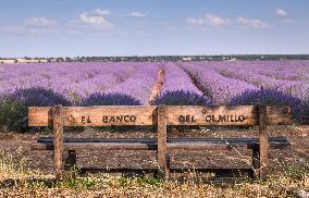 Lavender fields in Brihuega
