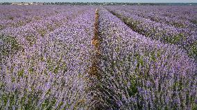 Lavender fields in Brihuega