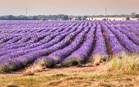Lavender fields in Brihuega