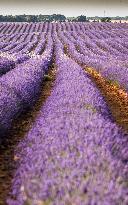 Lavender fields in Brihuega