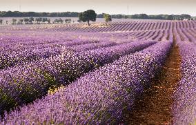 Lavender fields in Brihuega