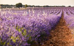Lavender fields in Brihuega