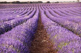 Lavender fields in Brihuega