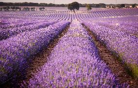 Lavender fields in Brihuega