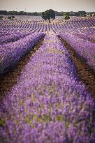Lavender fields in Brihuega