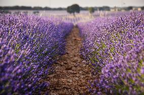 Lavender fields in Brihuega