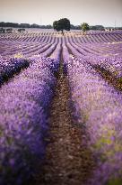 Lavender fields in Brihuega