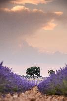 Lavender fields in Brihuega