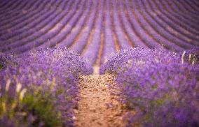 Lavender fields in Brihuega