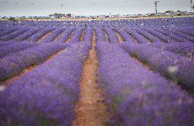 Lavender fields in Brihuega